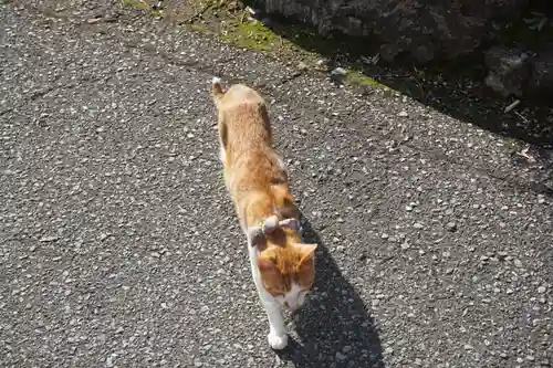 唐澤山神社の動物