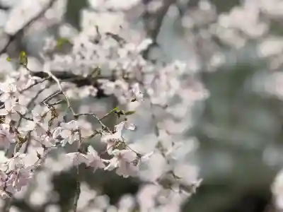 中院の{uncategorized: "未分類", other: "その他", undefined: "問題あり", building: "その他建物", grave: "お墓", sacred_gate: "鳥居", guardian: "狛犬", statue: "像", buddha: "仏像", history: "歴史", nature: "自然", garden: "庭園", animal: "動物", pagoda: "塔", temizu: "手水舎", mountain_gate: "山門・神門", sanctuary: "本殿・本堂", subordinate: "末社・摂社", art: "芸術", scenery: "景色", jizo: "地蔵", ema: "絵馬", goshuin: "御朱印", omikuji: "おみくじ", items: "授与品その他", amulet: "お守り", goshuincho: "御朱印帳", eats: "食事", festival: "お祭り", votive_dance: "神楽", shichigosan: "七五三参", wedding: "結婚式", experience: "体験その他", initially: "初詣", around: "周辺", anti_infection: "感染症対策"}