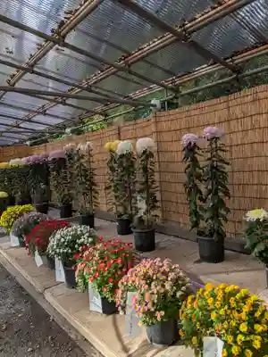 明治神宮(東京都)