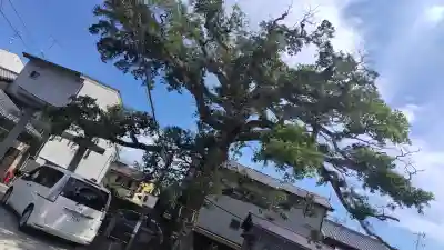 櫟谷七野神社(京都府)