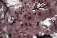 武田八幡宮(山梨県)