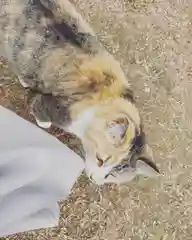 玉野御嶽神社の動物