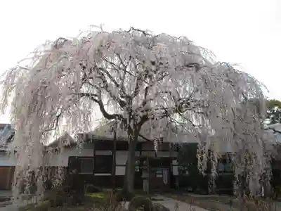 本満寺(本願満足寺)の自然