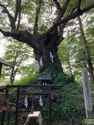 しなの木神社の自然