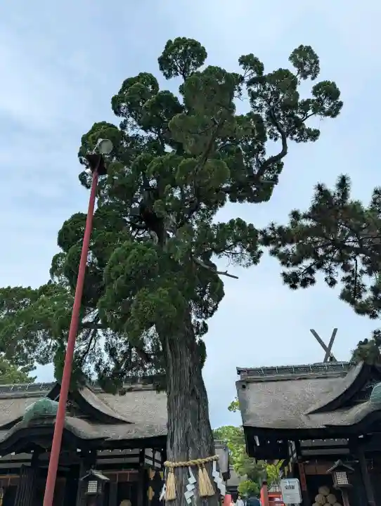 住吉大社の{uncategorized: "未分類", other: "その他", undefined: "問題あり", building: "その他建物", grave: "お墓", sacred_gate: "鳥居", guardian: "狛犬", statue: "像", buddha: "仏像", history: "歴史", nature: "自然", garden: "庭園", animal: "動物", pagoda: "塔", temizu: "手水舎", mountain_gate: "山門・神門", sanctuary: "本殿・本堂", subordinate: "末社・摂社", art: "芸術", scenery: "景色", jizo: "地蔵", ema: "絵馬", goshuin: "御朱印", omikuji: "おみくじ", items: "授与品その他", amulet: "お守り", goshuincho: "御朱印帳", eats: "食事", festival: "お祭り", votive_dance: "神楽", shichigosan: "七五三参", wedding: "結婚式", experience: "体験その他", initially: "初詣", around: "周辺", anti_infection: "感染症対策"}