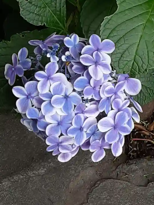 阿佐ヶ谷神明宮(東京都)