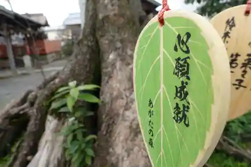 縣神社の絵馬