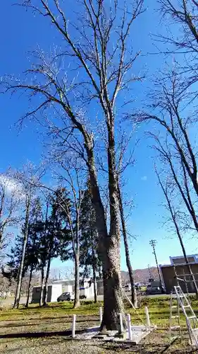 幌加内神社の自然