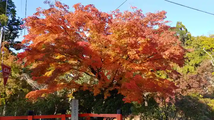 大田神社(賀茂別雷神社境外摂社)の自然