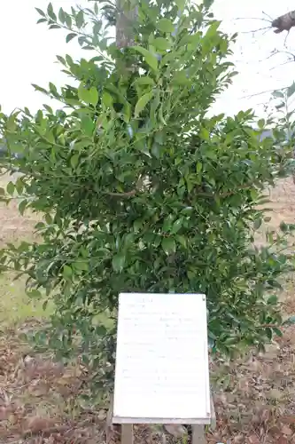 熊野神社の自然