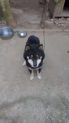 玉野御嶽神社の動物
