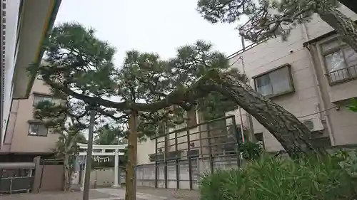 稲荷神社・大鷲神社の自然