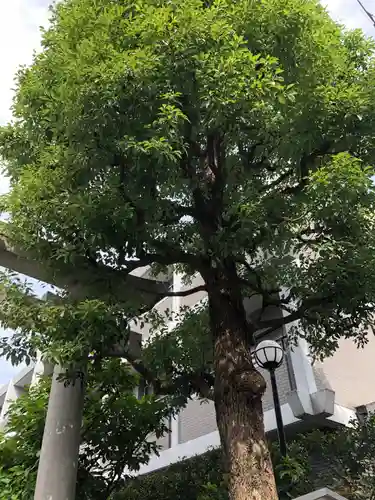 神楽坂若宮八幡神社の自然