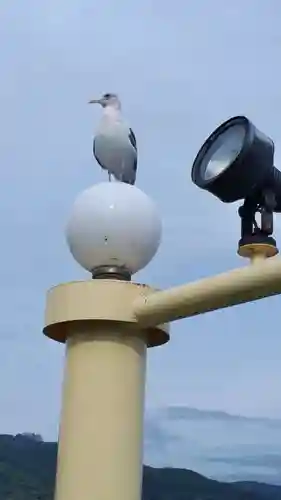 神社（洞爺湖中の島）の動物