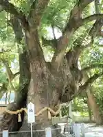 大麻比古神社(徳島県)