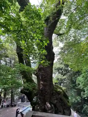 來宮神社の{uncategorized: "未分類", other: "その他", undefined: "問題あり", building: "その他建物", grave: "お墓", sacred_gate: "鳥居", guardian: "狛犬", statue: "像", buddha: "仏像", history: "歴史", nature: "自然", garden: "庭園", animal: "動物", pagoda: "塔", temizu: "手水舎", mountain_gate: "山門・神門", sanctuary: "本殿・本堂", subordinate: "末社・摂社", art: "芸術", scenery: "景色", jizo: "地蔵", ema: "絵馬", goshuin: "御朱印", omikuji: "おみくじ", items: "授与品その他", amulet: "お守り", goshuincho: "御朱印帳", eats: "食事", festival: "お祭り", votive_dance: "神楽", shichigosan: "七五三参", wedding: "結婚式", experience: "体験その他", initially: "初詣", around: "周辺", anti_infection: "感染症対策"}