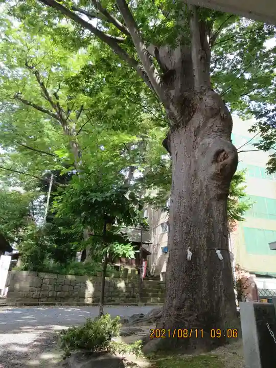 安積國造神社の自然