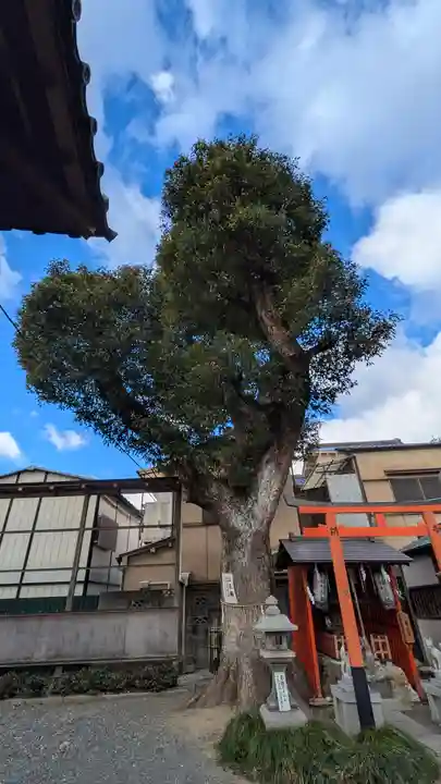 山王神社の自然