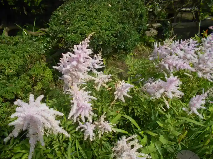 極楽寺(霊鷲山感應院極楽律寺)の自然