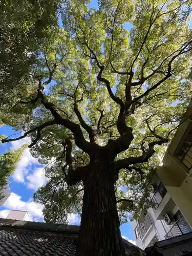 若一神社の自然