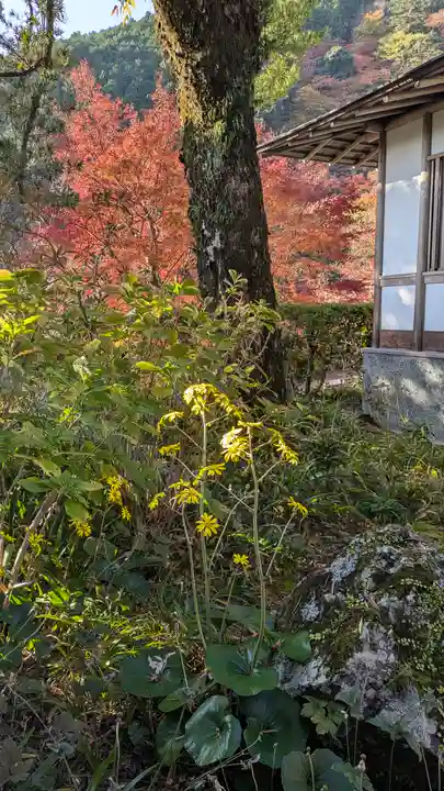 善峯寺(京都府)