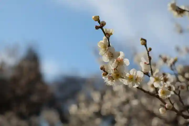 谷保天満宮の{uncategorized: "未分類", other: "その他", undefined: "問題あり", building: "その他建物", grave: "お墓", sacred_gate: "鳥居", guardian: "狛犬", statue: "像", buddha: "仏像", history: "歴史", nature: "自然", garden: "庭園", animal: "動物", pagoda: "塔", temizu: "手水舎", mountain_gate: "山門・神門", sanctuary: "本殿・本堂", subordinate: "末社・摂社", art: "芸術", scenery: "景色", jizo: "地蔵", ema: "絵馬", goshuin: "御朱印", omikuji: "おみくじ", items: "授与品その他", amulet: "お守り", goshuincho: "御朱印帳", eats: "食事", festival: "お祭り", votive_dance: "神楽", shichigosan: "七五三参", wedding: "結婚式", experience: "体験その他", initially: "初詣", around: "周辺", anti_infection: "感染症対策"}