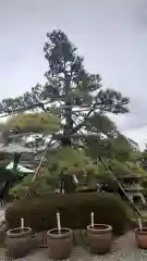 妙覚寺(静岡県)