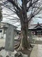 滝野川八幡神社(東京都)