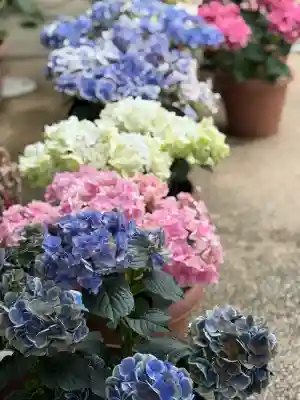 川越八幡宮(埼玉県)