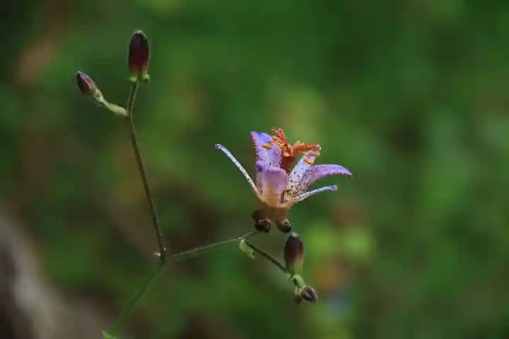 豊景神社の庭園