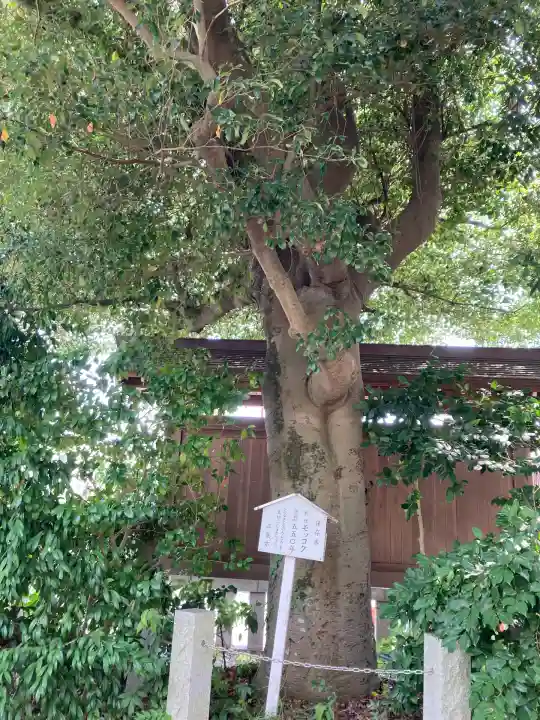 三嶋大社(静岡県)