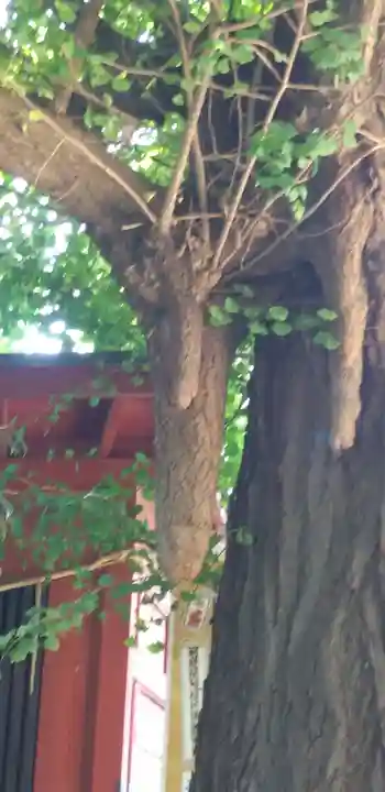 冠稲荷神社の自然