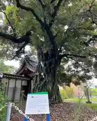 龍渕寺の自然