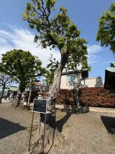 香取神社の自然