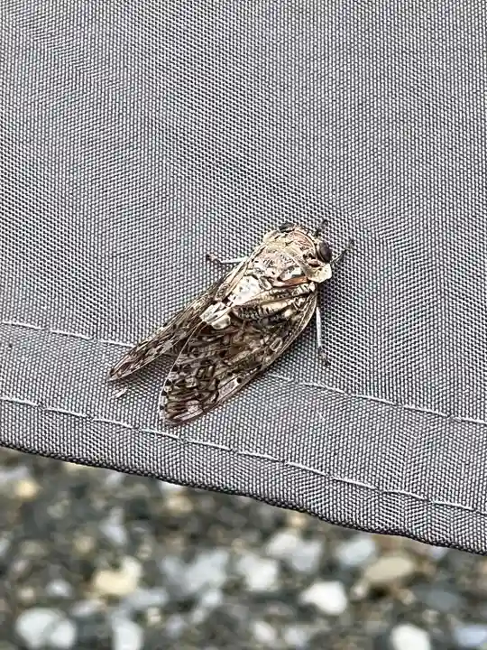 結城諏訪神社(茨城県)