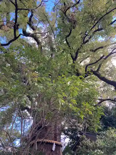 新熊野神社の自然