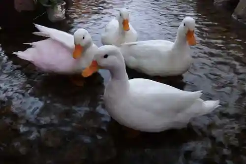 楽法寺（雨引観音）の動物