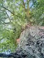 守りの神 藤基神社の庭園