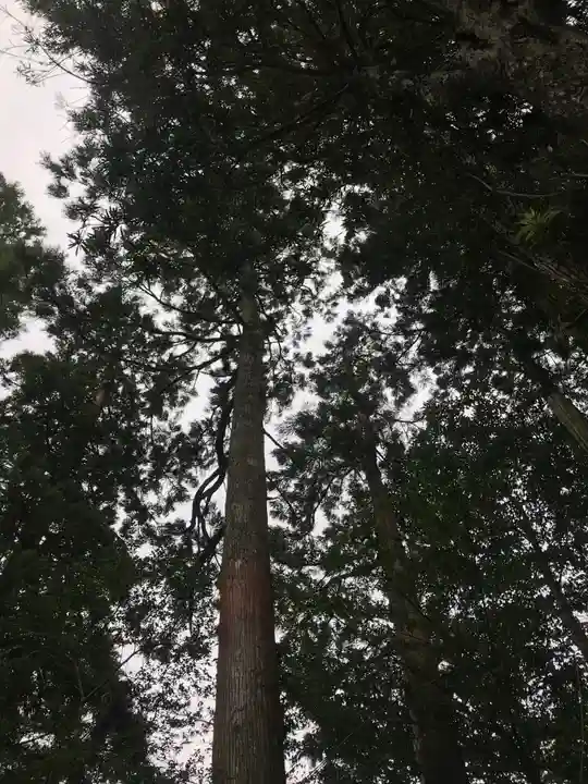 熊野神社の自然