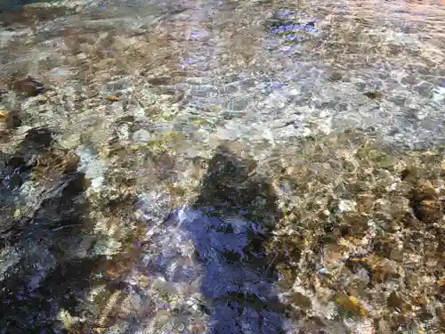 白川吉見神社の自然