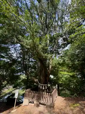 安房神社(千葉県)