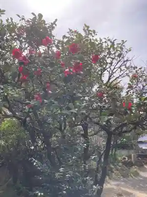 常福寺（椿堂）の自然