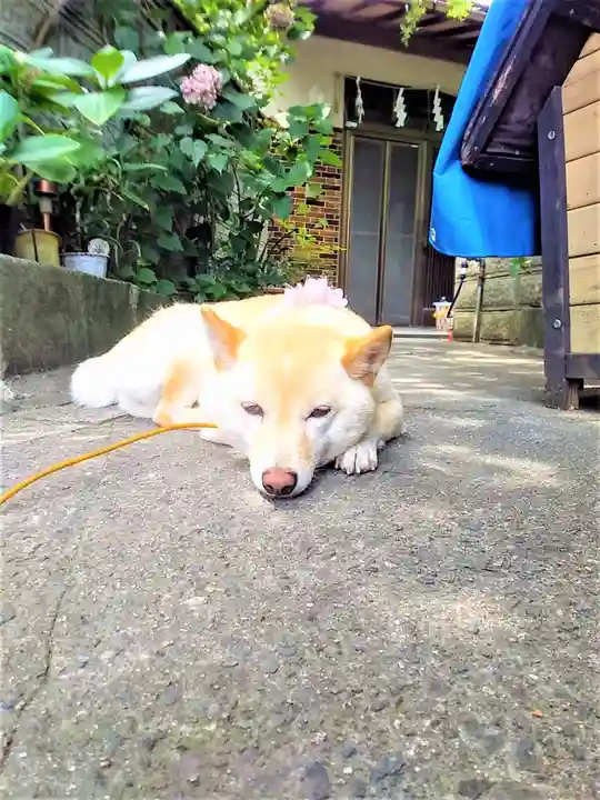 福島八幡宮の動物