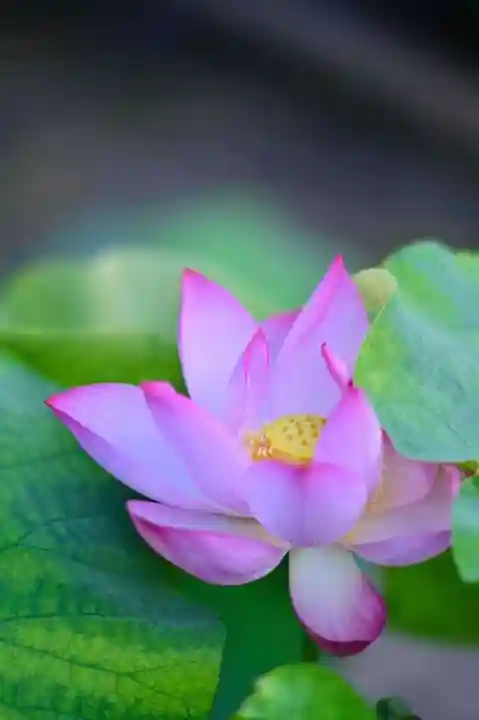 浄土寺(兵庫県)