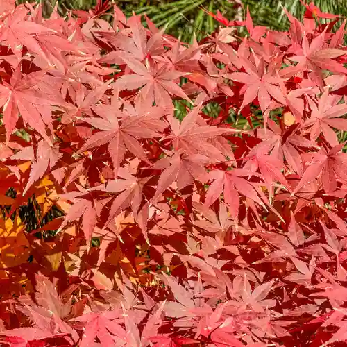 円覚寺(神奈川県)