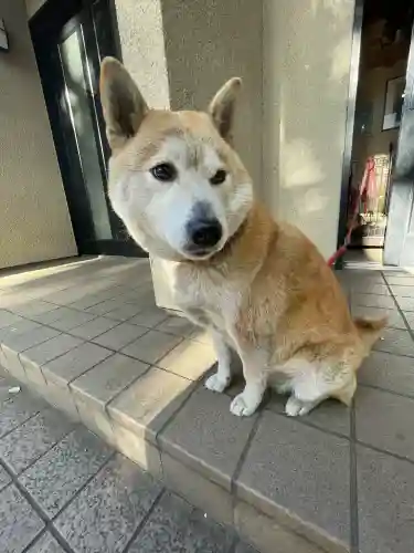 笠䅣稲荷神社の{uncategorized: "未分類", other: "その他", undefined: "問題あり", building: "その他建物", grave: "お墓", sacred_gate: "鳥居", guardian: "狛犬", statue: "像", buddha: "仏像", history: "歴史", nature: "自然", garden: "庭園", animal: "動物", pagoda: "塔", temizu: "手水舎", mountain_gate: "山門・神門", sanctuary: "本殿・本堂", subordinate: "末社・摂社", art: "芸術", scenery: "景色", jizo: "地蔵", ema: "絵馬", goshuin: "御朱印", omikuji: "おみくじ", items: "授与品その他", amulet: "お守り", goshuincho: "御朱印帳", eats: "食事", festival: "お祭り", votive_dance: "神楽", shichigosan: "七五三参", wedding: "結婚式", experience: "体験その他", initially: "初詣", around: "周辺", anti_infection: "感染症対策"}