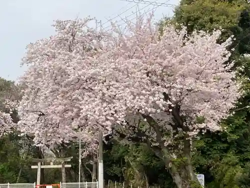 多治速比売神社の自然