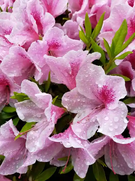 妙法寺(東京都)
