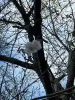 熊野神社の自然