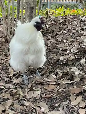熱田神宮の{uncategorized: "未分類", other: "その他", undefined: "問題あり", building: "その他建物", grave: "お墓", sacred_gate: "鳥居", guardian: "狛犬", statue: "像", buddha: "仏像", history: "歴史", nature: "自然", garden: "庭園", animal: "動物", pagoda: "塔", temizu: "手水舎", mountain_gate: "山門・神門", sanctuary: "本殿・本堂", subordinate: "末社・摂社", art: "芸術", scenery: "景色", jizo: "地蔵", ema: "絵馬", goshuin: "御朱印", omikuji: "おみくじ", items: "授与品その他", amulet: "お守り", goshuincho: "御朱印帳", eats: "食事", festival: "お祭り", votive_dance: "神楽", shichigosan: "七五三参", wedding: "結婚式", experience: "体験その他", initially: "初詣", around: "周辺", anti_infection: "感染症対策"}